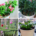 2/4PCS Plastic Plant Support Greenhouse Arrangement Semicircle Fixed Indoor Flower Plant Vine Climbing Bracket - EveryWares