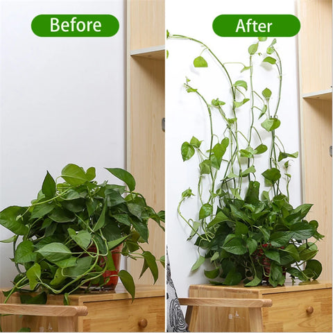 Clips de pared para plantas trepadoras, ganchos con hebilla para enredaderas, abrazadera de ratán, fijador autoadhesivo para plantas