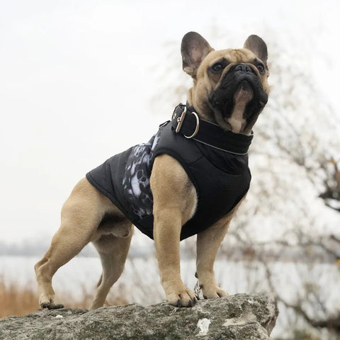 Dog Clothes Windproof - EveryWares